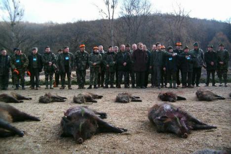 Bilanţul vânătorii de la Balc: Peste 150 de mistreţi împuşcaţi